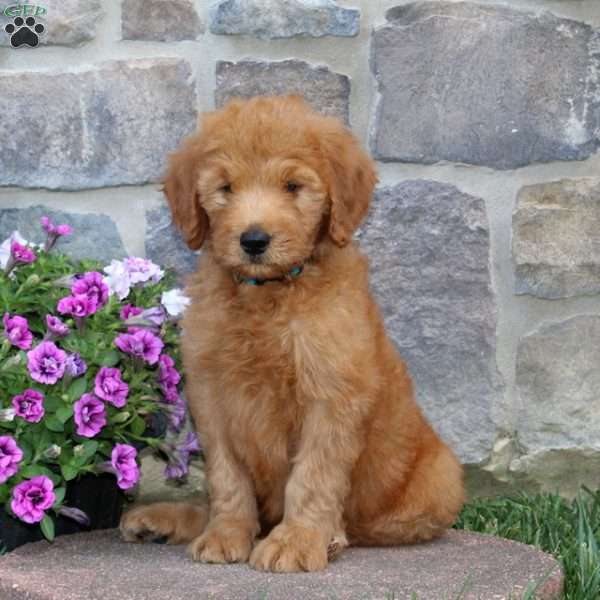 Ginger, Goldendoodle Puppy